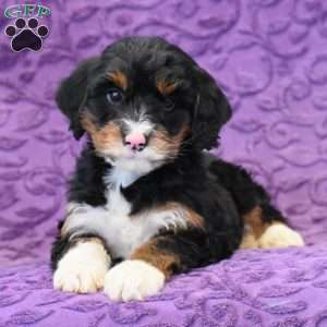 Dick, Mini Bernedoodle Puppy